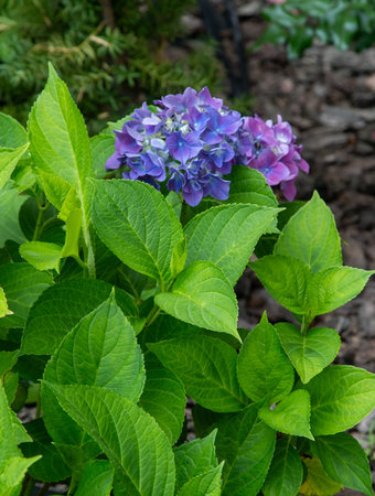 Blue hydrangea flowers in the garden. Bud close up. Grow a summer flower hortensia. Flora petals...