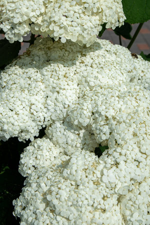 White hydrangea flowers in the garden. Bud close up. Grow a summer flower. Flora petals background.