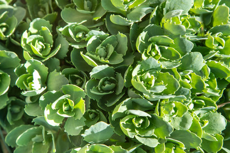 Sedum plant. Green flower leaves.