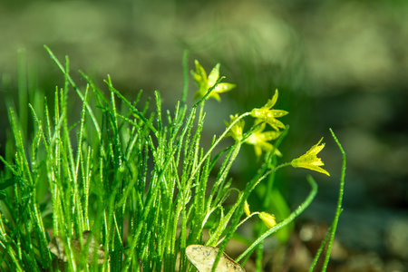 Forest wild flower Gagea minima or yellow star. Dew on green grass