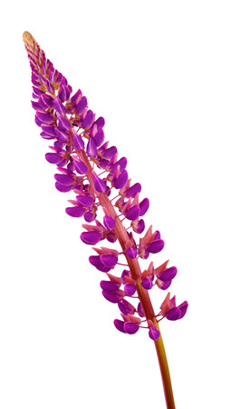 Purple lupine isolated on white background. Lupine summer wildflower bud. Lilac wild flowerの写真素材