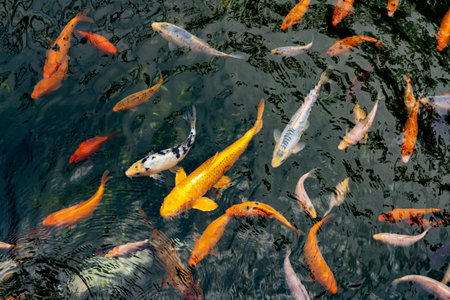Pond with carps top view. Many colorful fish of different sizes swim in the lake. School of fish in...