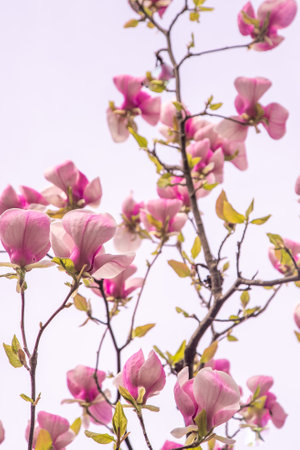 Pink magnolia flowers. Flower bud on a tree branch in the garden.の写真素材