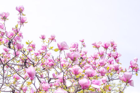 Pink magnolia flowers. Flower bud on a tree branch in the garden.の写真素材