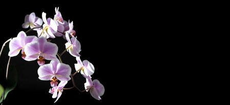 Orchids purple-white buds. Orchid on a dark background. Phalaenopsis bud. A branch of flowers. Delicate flower. Place for textの写真素材