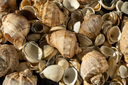 Sea shells on the beach. Summer background. Rapan shell. Beige light color. Aesthetic minimalism. Nature beauty.の写真素材