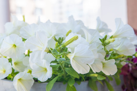 White petunia. Surfinia flower buds.の写真素材