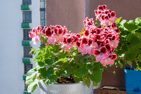Pink pelargonium flowers. Bud close up. Grow a flower in a pot on the balcony. Botanical petal floral background. Gardening.の写真素材