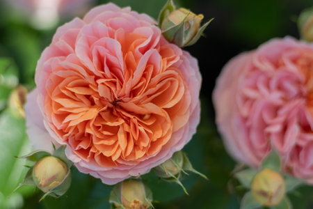 Blooming rose bud. Summer flower. Gardening. Rose Austin petals in the garden.の写真素材