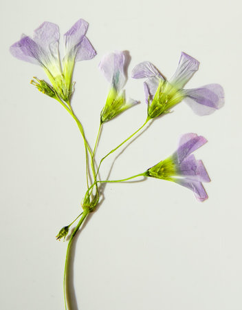 Oxalis flower. Dried buds.