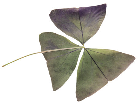 Oxalis flower. Dried leaf.の写真素材