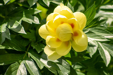 Yellow peony flower bud.の写真素材