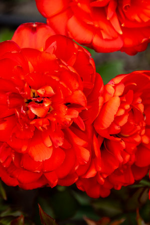 Red tulips flower background Petal bud. Spring garden.の写真素材