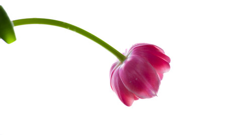 Pink tulip isolated on white background. Terry flower for the light. Bud, stem and leaves. Copy cpaceの写真素材