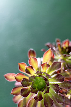 Flower Aeonium Schwarzkopf succulent. Leaves plant. Arboreum Black Rose. Green background copy space.の写真素材
