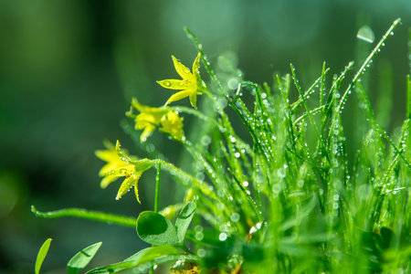 Forest wild flower Gagea minima or yellow star. Dew on green grass. Fresh nature. Drops water....