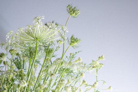 Bouquet of white flowers on a white background. Wild carrot and yarrow. Simple summer flower. Nature flora aesthetic. Petal bud. Floral botanical. Minimal style.の写真素材