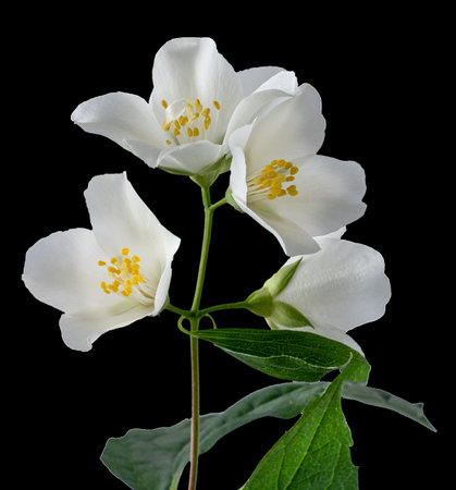 Jasmine flower. White buds isolated.の写真素材