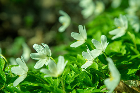 White wild flowers. Anemone nemorosa