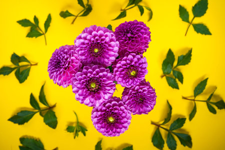 Pink dahlia flowers bouquet on a yellow background. Bud plantの写真素材