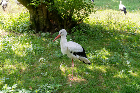 The stork is a large white bird.
