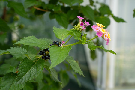 Lantana camara Irene plant on the flowerbed. Flowers in garden. lantana flower bush. Nature...