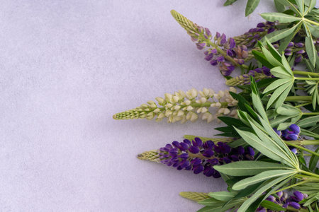 Lupine flowers. Purple pink buds plant. Petal floral background. Lupinus wild flowerの写真素材