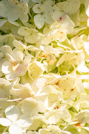 Hydrangeas petal bud background. White Hydrangea flower.