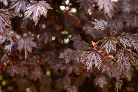 Red leaves of Japanese maple.の写真素材