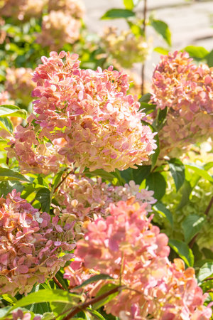 Hydrangeas petal bud background. Pink Hydrangea flower.