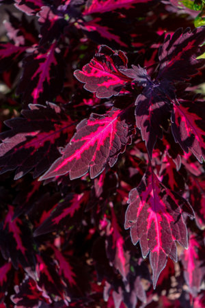 Coleus flower. Foliage background. Purple plantの写真素材