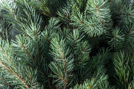 Green tree branches. Christmas natural background.