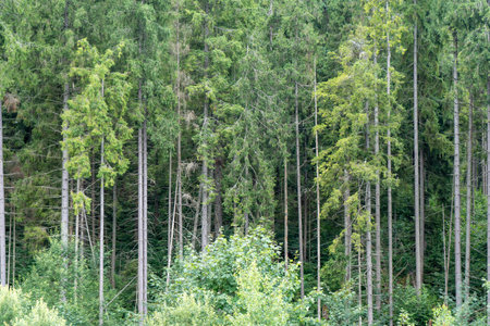 Green forest trees. Nature background