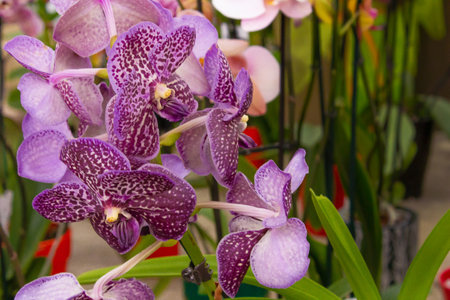 Grow an orchid. Purple striped phalaenopsis flower. Orchid flowers. Floral background.の写真素材