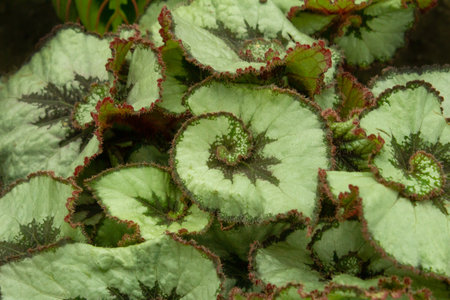 Deciduous green background. Begonia home flower. Plant leaf close-up. Botanical pattern. Nature.の写真素材