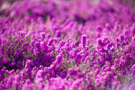 Heather flowers in the garden. Floral background. Violet, lilac flower.の写真素材