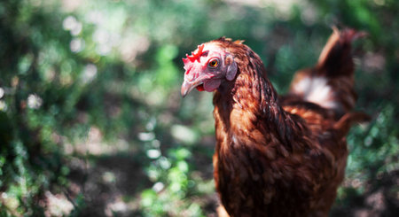 Ginger hen on blurred background. Poultry, self-run chickenの写真素材