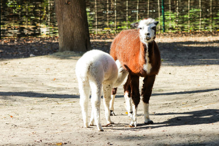 Alpaca Vicugna pacos white baby animalの写真素材