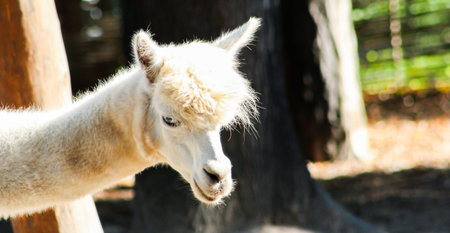Alpaca Vicugna pacos white wool animal