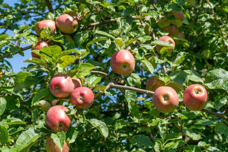 Red apples on the tree. Fruit harvest garden
