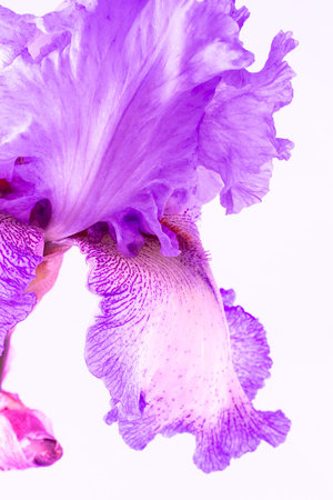 Iris flower budの写真素材