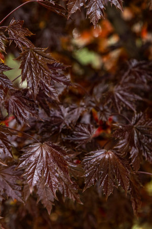 Red leaves of Japanese maple.