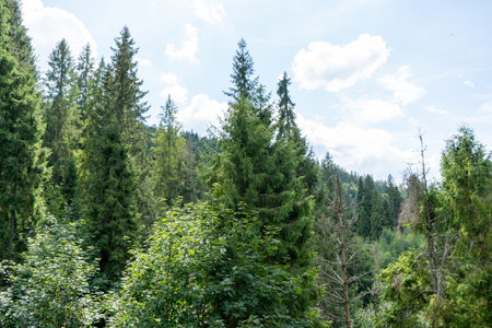 Green forest trees. Nature backgroundの写真素材