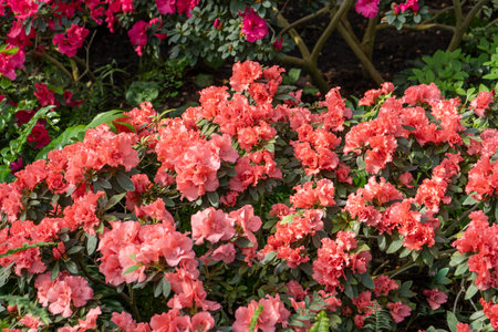 Azalea bud flower. Rhododendron plant in gardenの写真素材