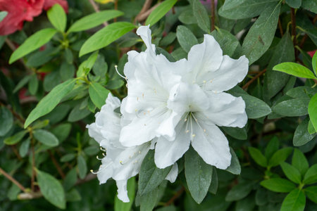 Azalea bud flower. Rhododendron plant in gardenの写真素材