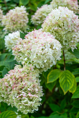 Hydrangeas bloom garden. White bud Hydrangea flower.