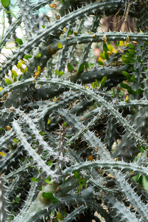 Alluaudia flower plant. Thorns and spines on the branches.