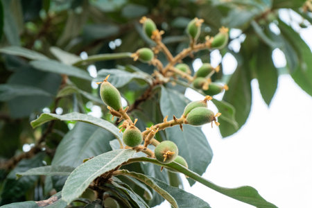 Japanese medlar green fruit plant loquat growingの写真素材