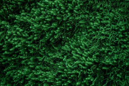 Emerald moss. Green background. Nature is close
