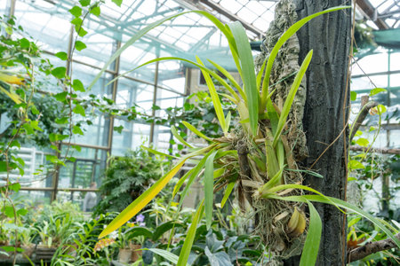 Orchid Seed Pods on Tree. Growing green plant flower Cattleyaの写真素材